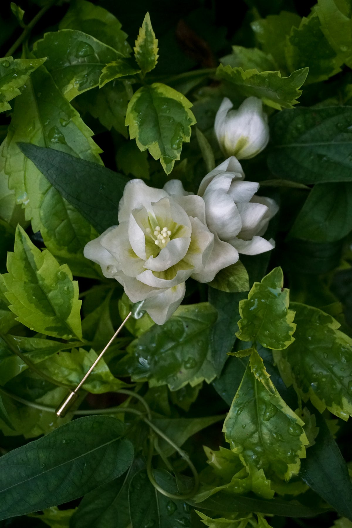 Handmade Jasmine Flower Brooch